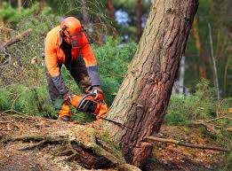 How Our Tree Care Process Works  in  Jackson Center, OH