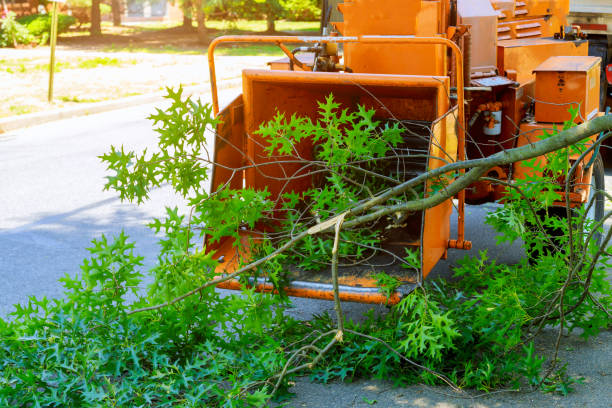 Reliable Jackson Center, OH Tree Services Solutions